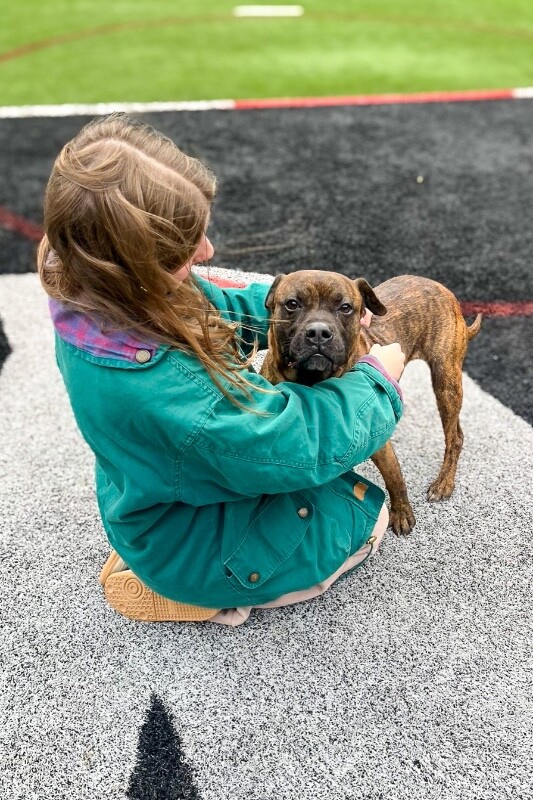 View Brynn the Dog Photo #6