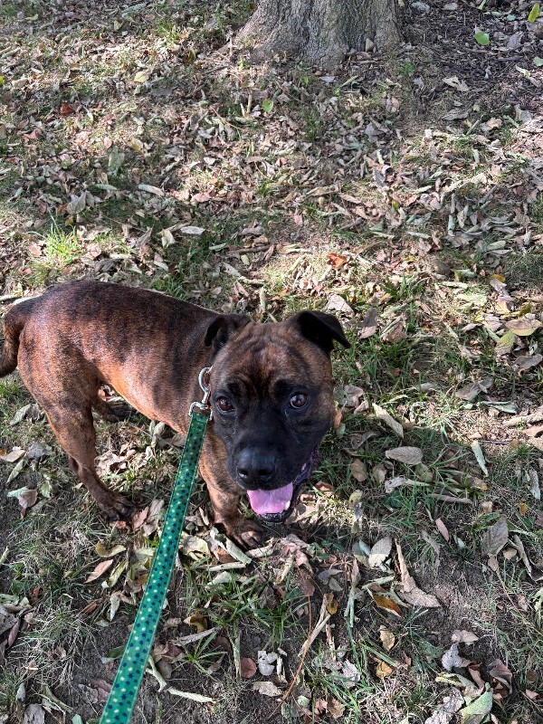 View Brynn the Dog Photo #16