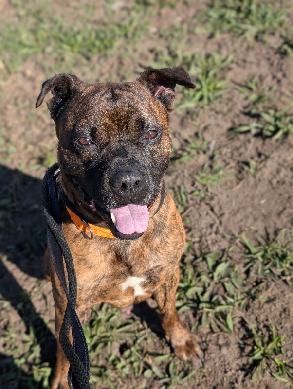 View Brynn the Dog Photo #12