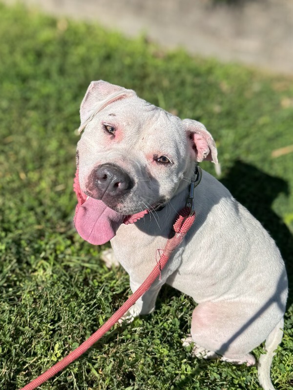 Learn More About Pie Baby Pie Baby - Dog