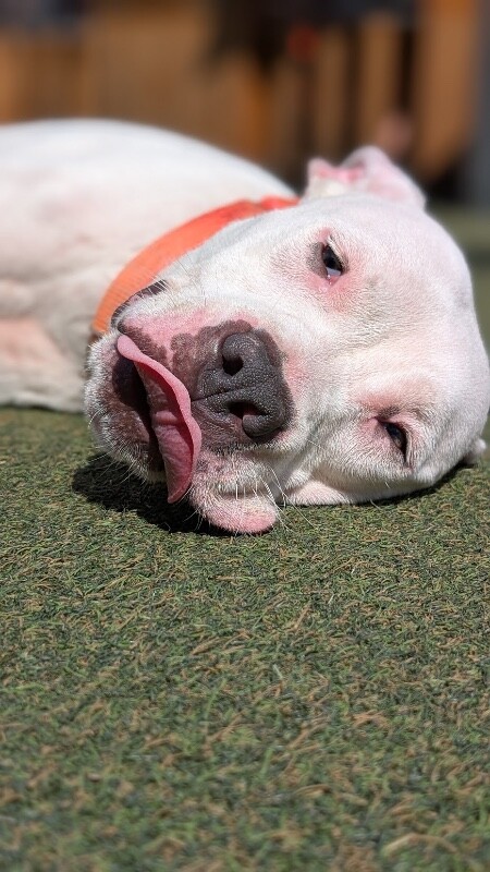 View Pie Baby the Dog Photo #4