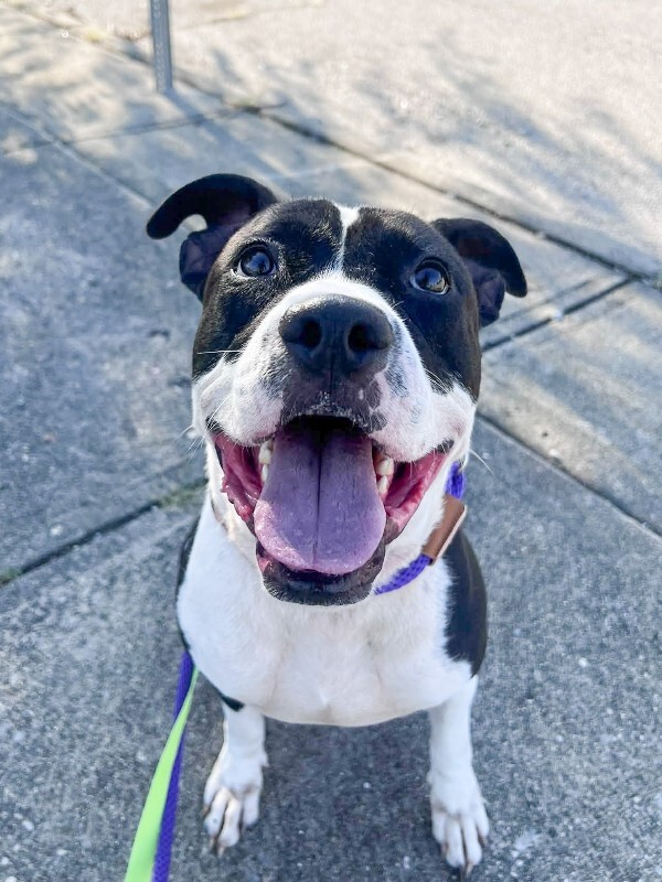 View Ted Lasso the Dog Photo #2