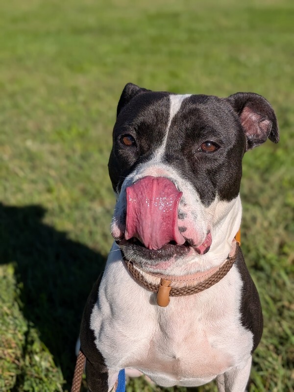 View Ted Lasso the Dog Photo #8