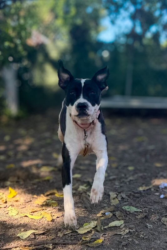 View Ted Lasso the Dog Photo #2