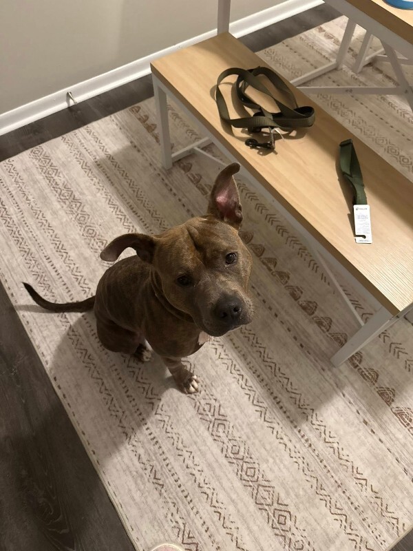 View Bogo Logo the Dog Photo #5