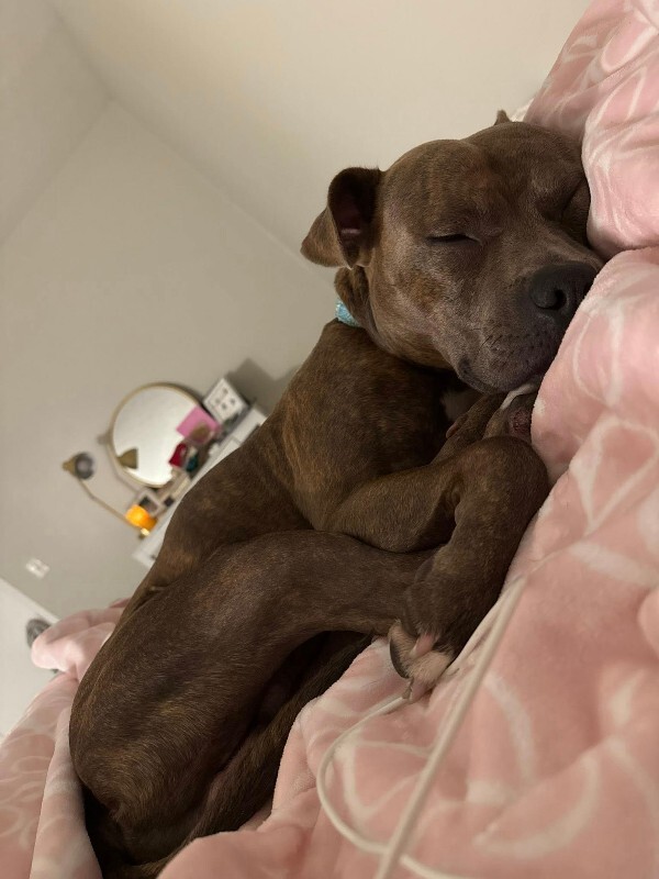 View Bogo Logo the Dog Photo #3