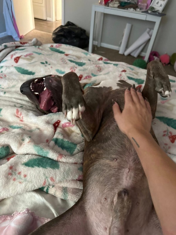 View Bogo Logo the Dog Photo #4