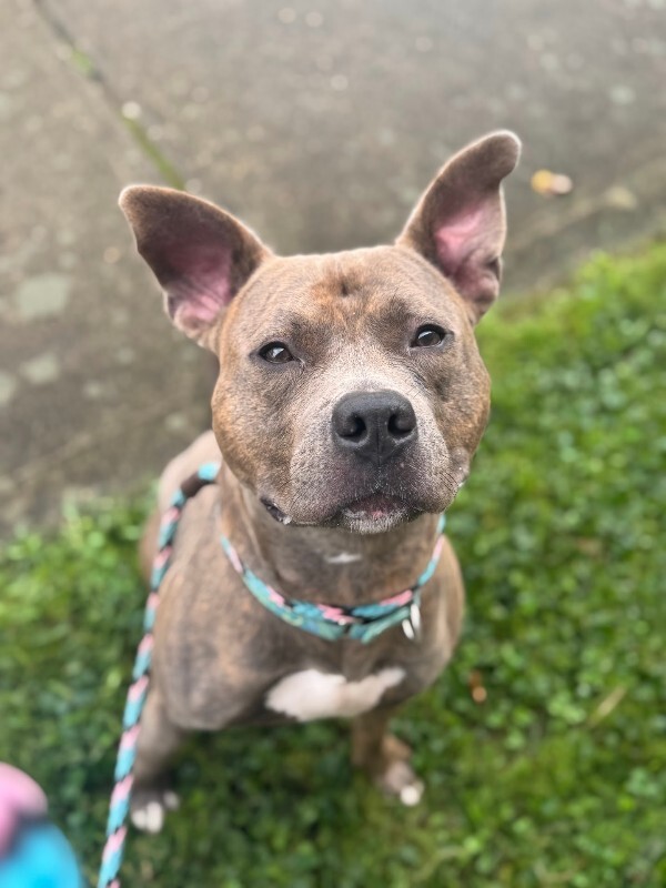 View Bogo Logo the Dog Photo #7