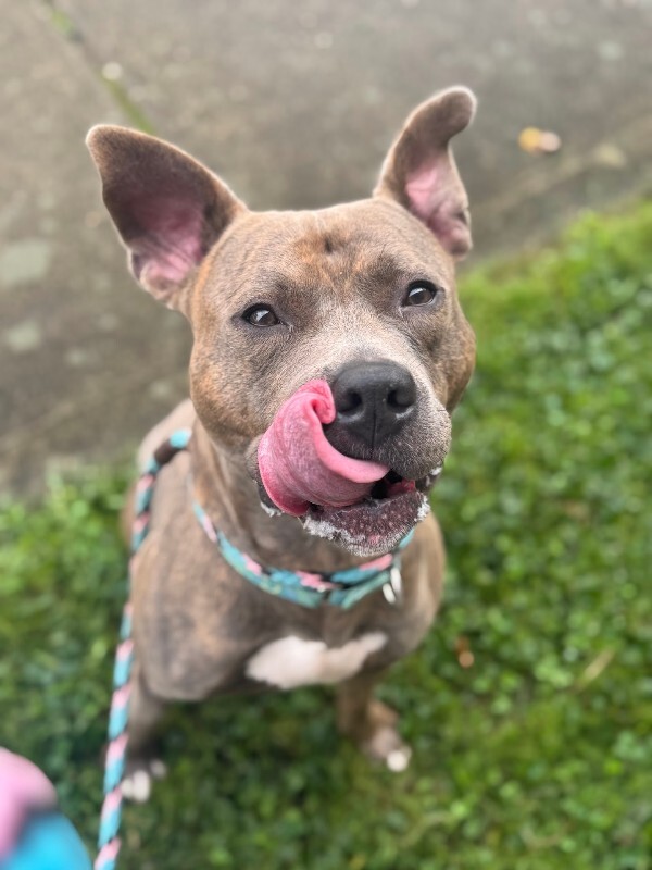 View Bogo Logo the Dog Photo #8