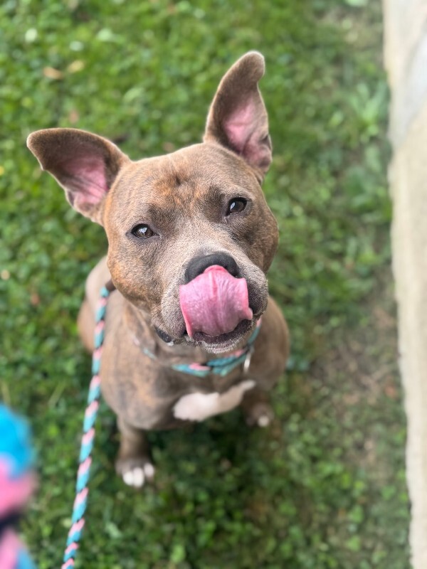 View Bogo Logo the Dog Photo #6