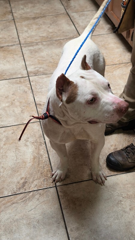 View Milo the Dog Photo #4