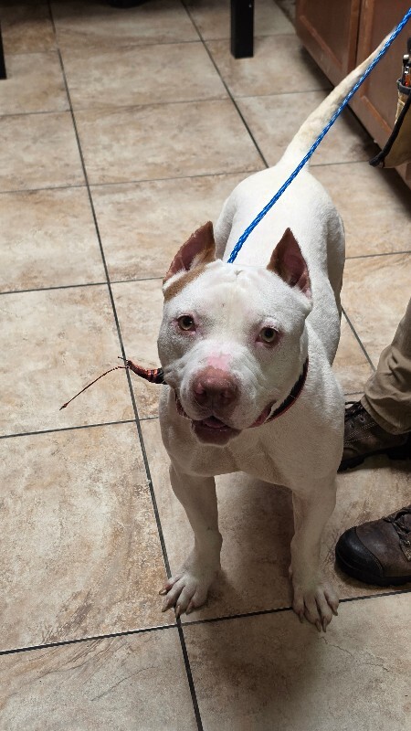 Learn More About Milo Milo - Dog