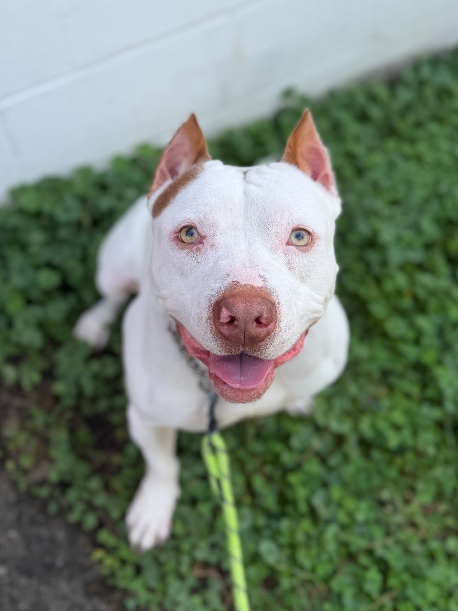 Learn More About Milo Milo - Dog