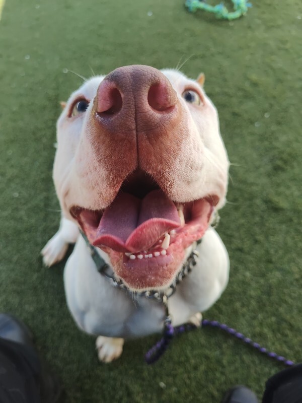 View Milo the Dog Photo #8