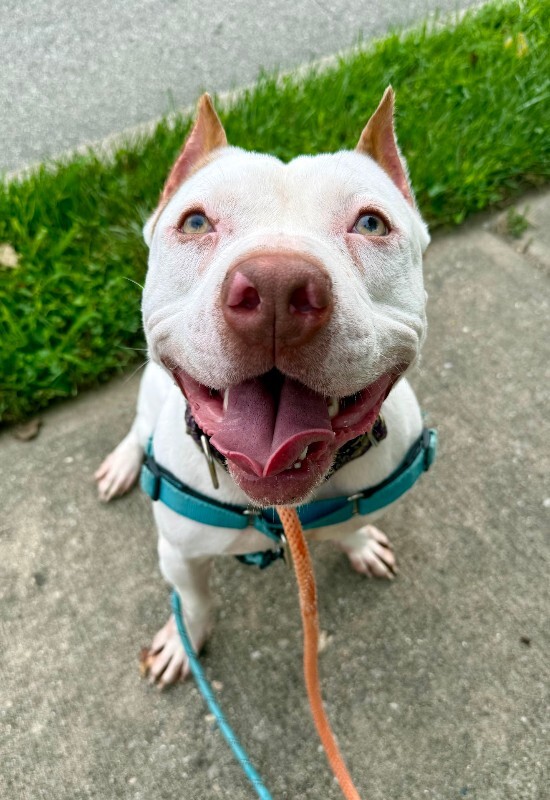 View Milo the Dog Photo #7