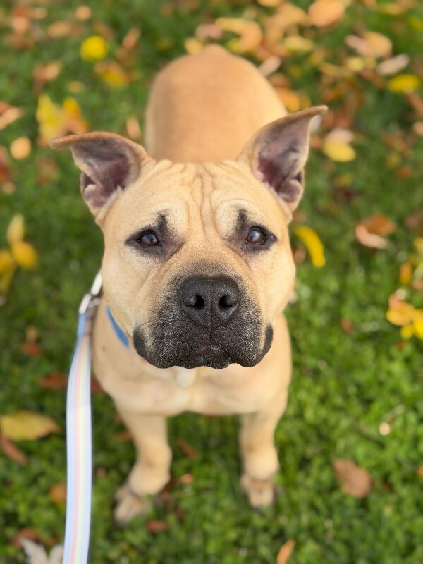 View AirKing the Dog Photo #3