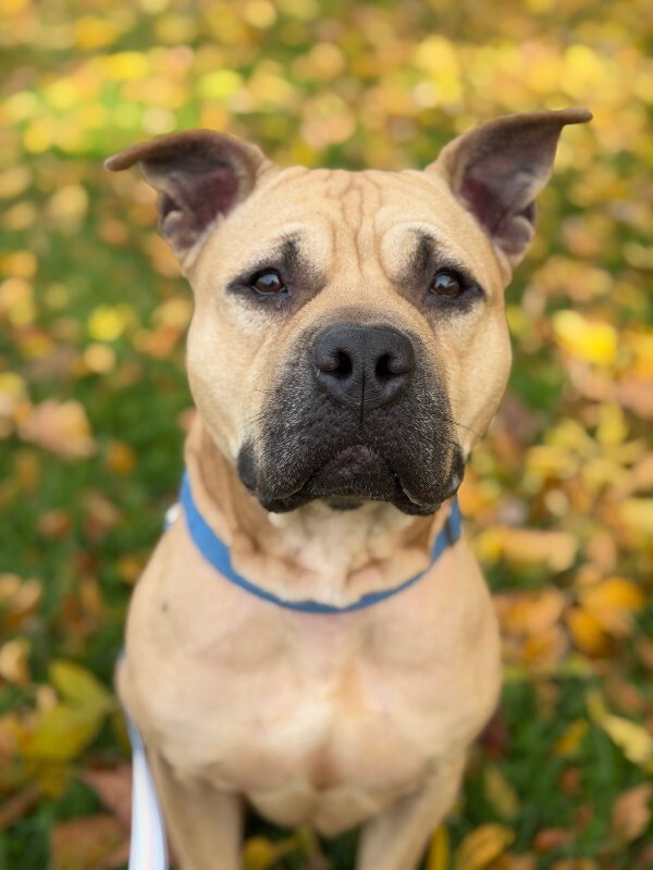 View AirKing the Dog Photo #11