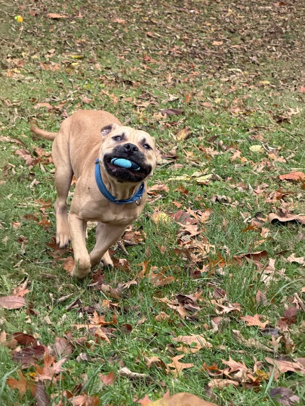 View AirKing the Dog Photo #8