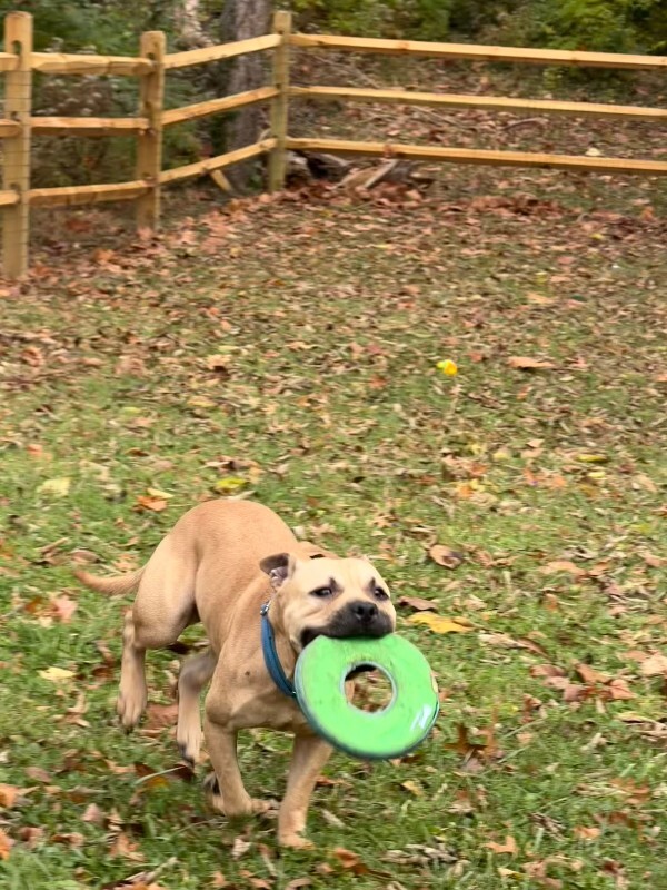 View AirKing the Dog Photo #5