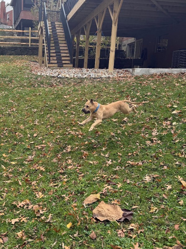 View AirKing the Dog Photo #10