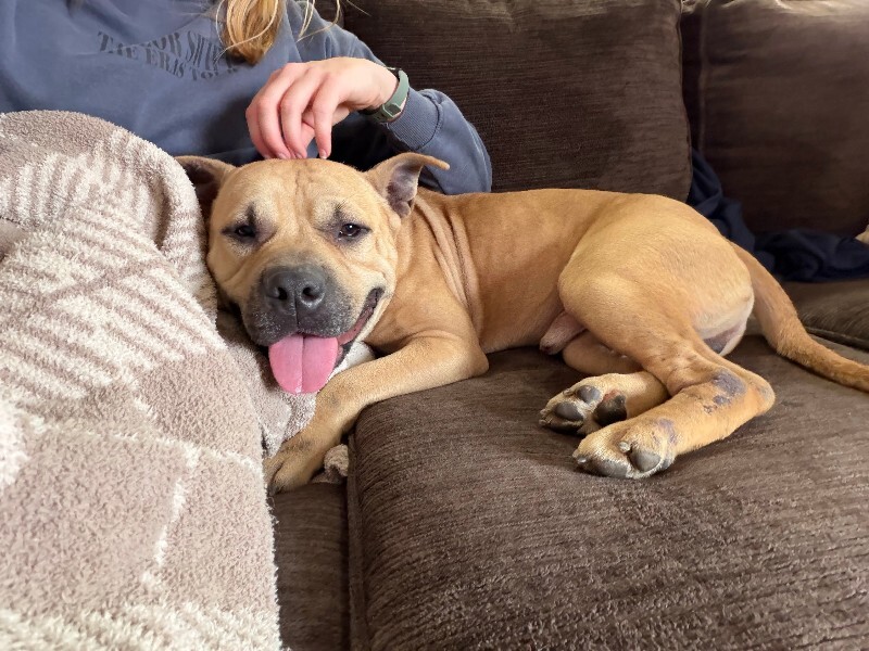 View AirKing the Dog Photo #7