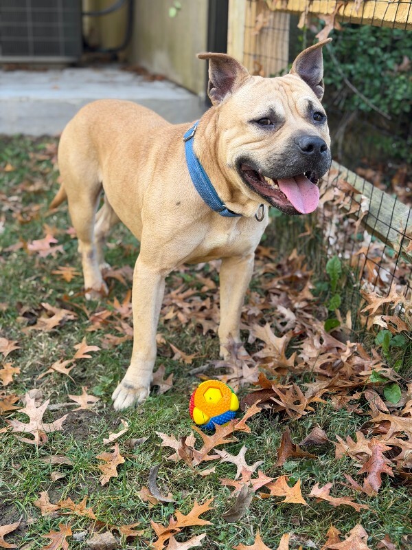 View AirKing the Dog Photo #9