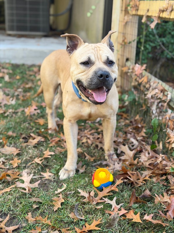 View AirKing the Dog Photo #6