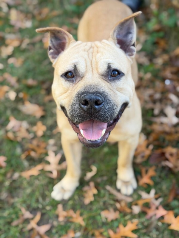 View AirKing the Dog Photo #4