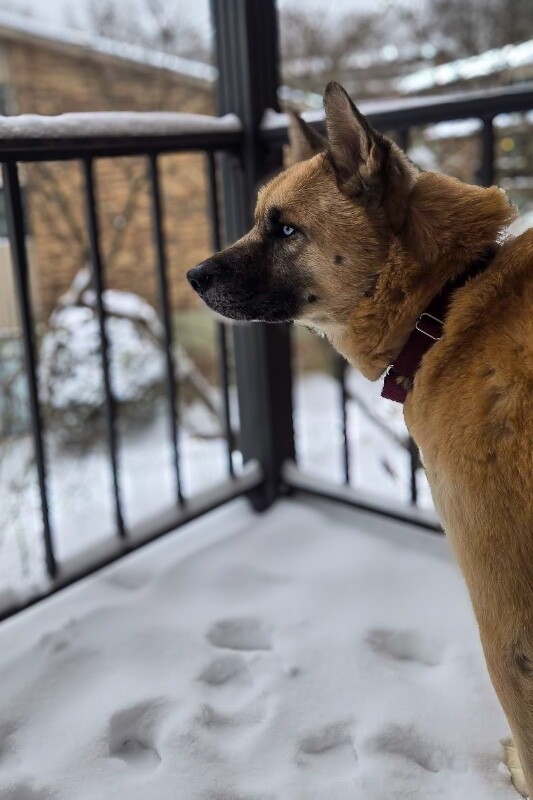 View Axel the Dog Photo #7