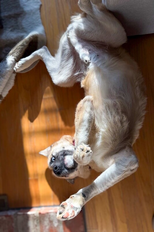 View Axel the Dog Photo #5