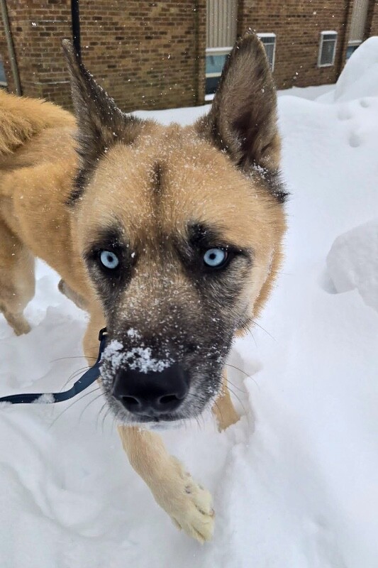 View Axel the Dog Photo #8