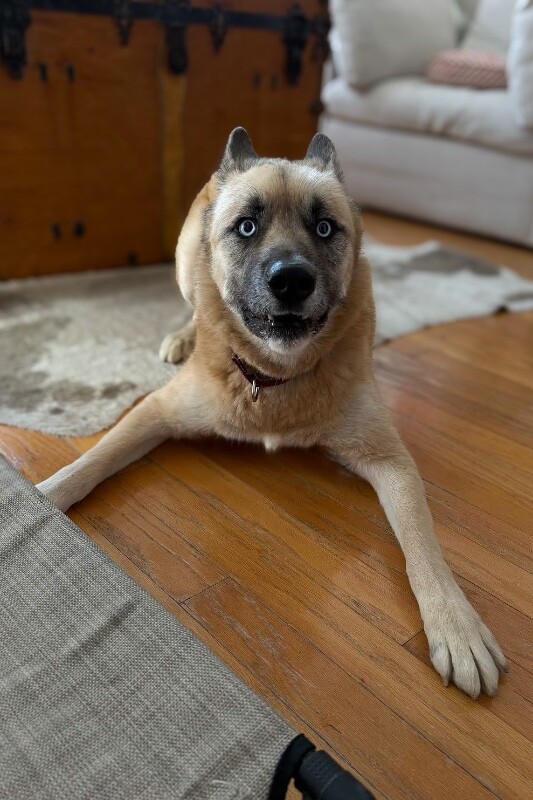 View Axel the Dog Photo #3