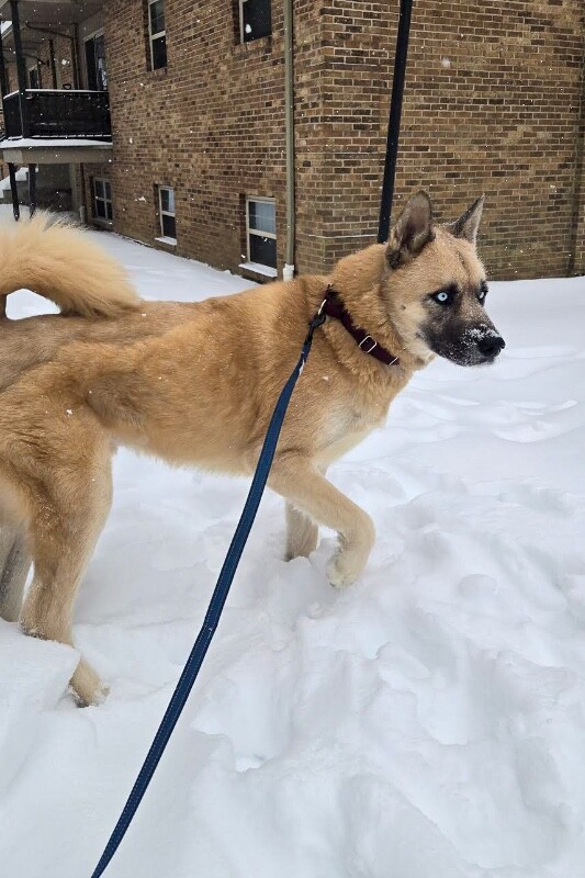 View Axel the Dog Photo #11