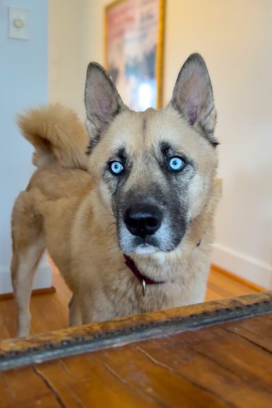 View Axel the Dog Photo #2