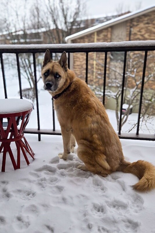 View Axel the Dog Photo #12