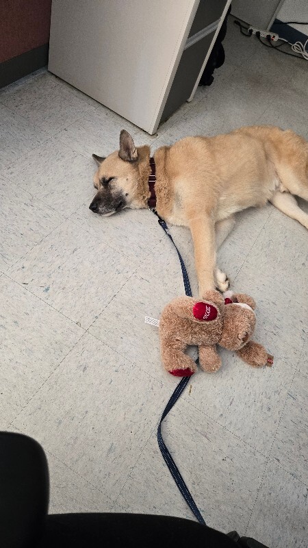 View Axel the Dog Photo #14