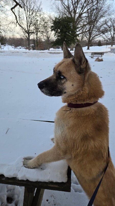 View Axel the Dog Photo #15