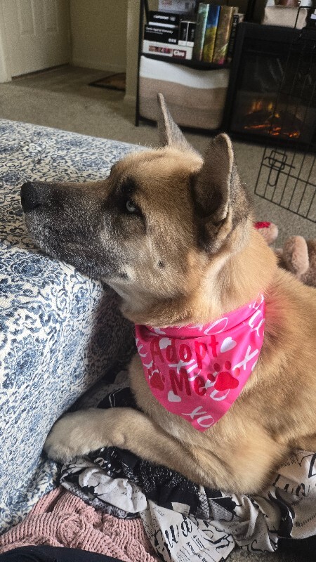 View Axel the Dog Photo #4