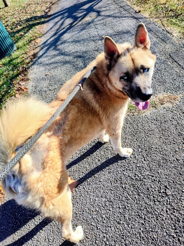 View Axel the Dog Photo #9