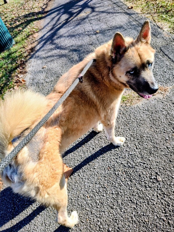 View Axel the Dog Photo #10