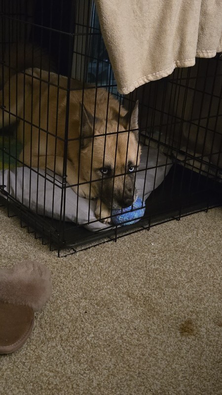 View Axel the Dog Photo #16