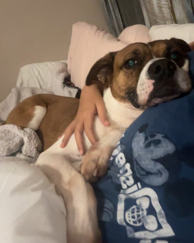 View Donny the Dog Photo #4