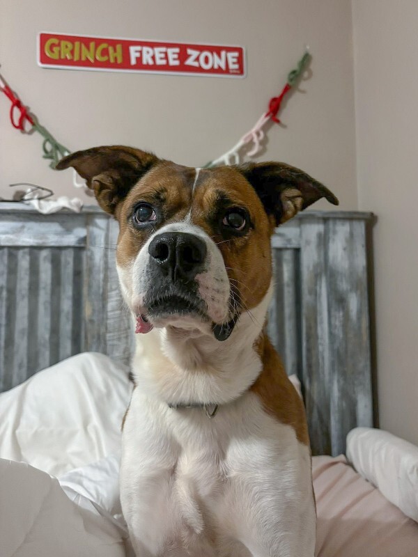 View Donny the Dog Photo #5