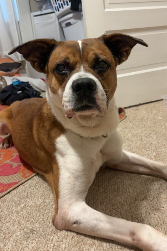 View Donny the Dog Photo #7