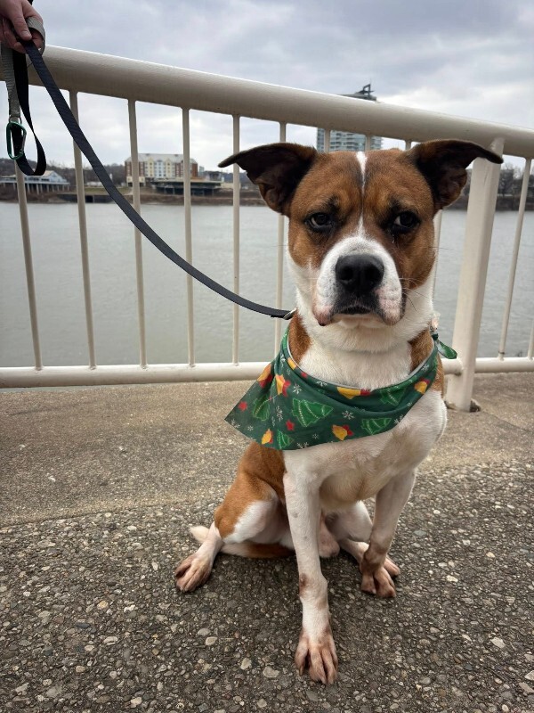 View Donny the Dog Photo #9