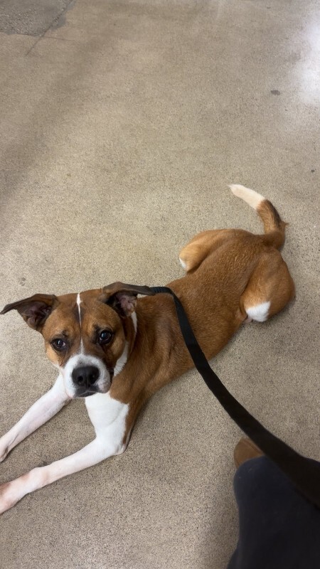 View Donny the Dog Photo #4