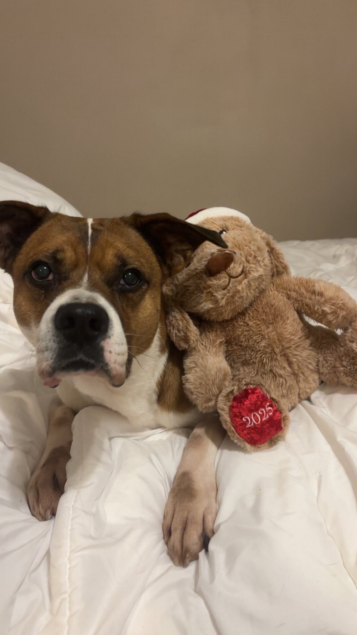 View Donny the Dog Photo #2