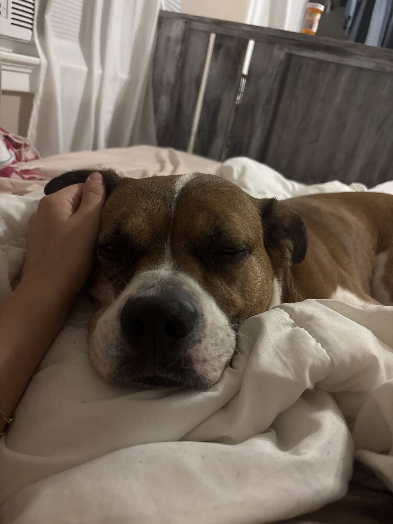 View Donny the Dog Photo #12