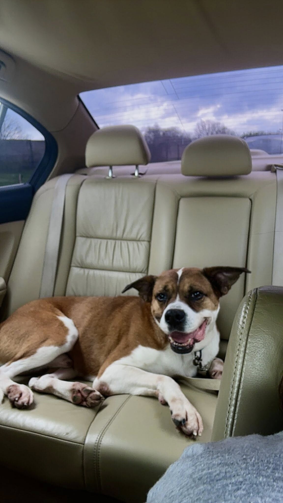 View Donny the Dog Photo #10