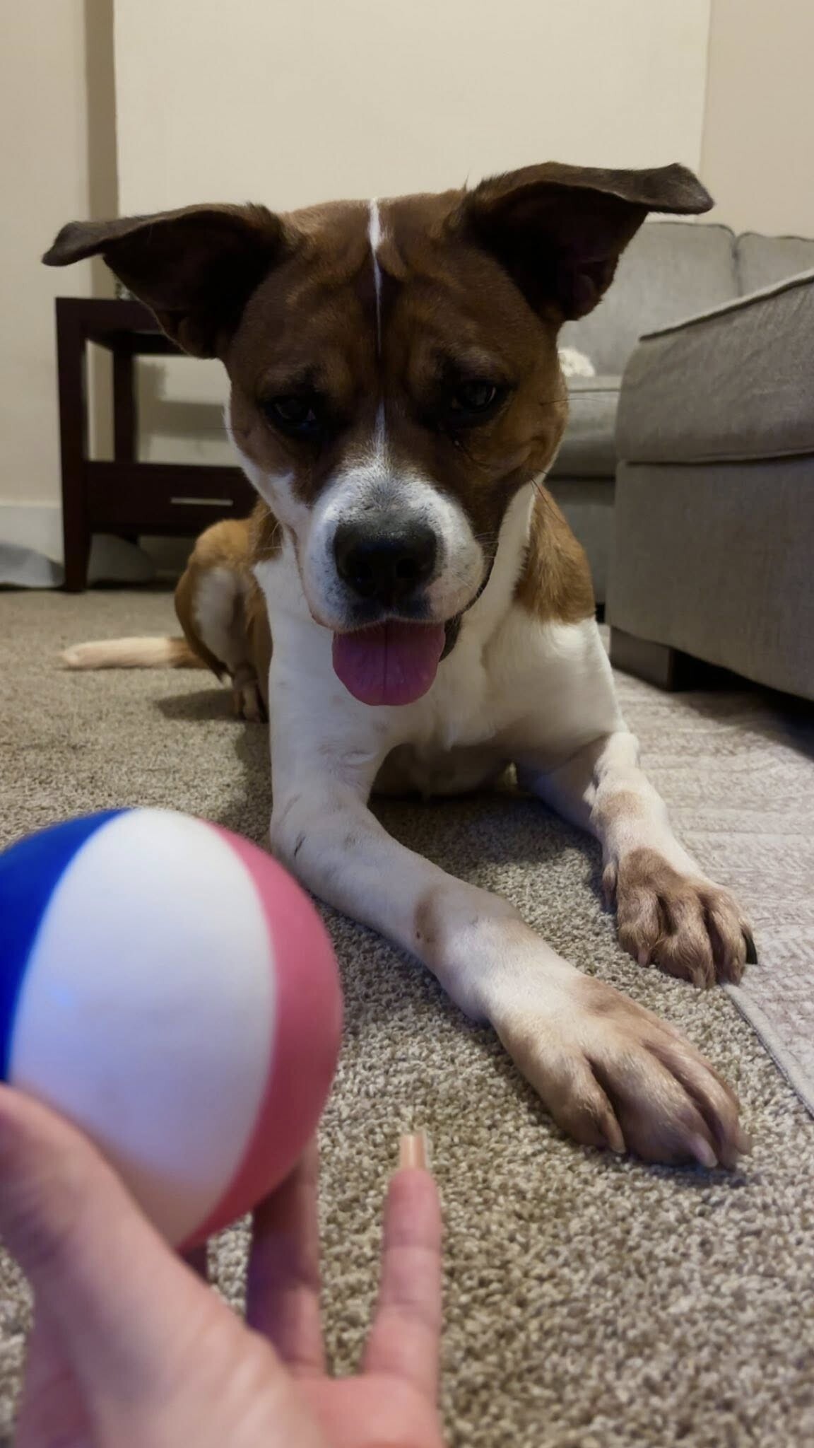 View Donny the Dog Photo #11